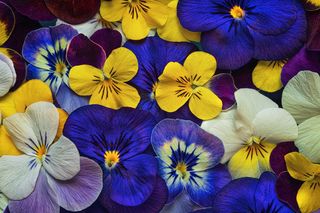 Kwiaty dla znaków zodiaku