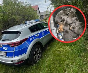 Dziewięć szczeniąt bez opieki na opuszczonej działce. Sprawę potraktowano jak śledztwo