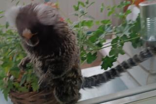 Małpka siedziała na balkonie w Chełmie