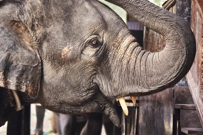 Nie bez powodu zwierzęta w zoo często znajdują się za ogrodzeniami