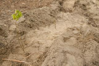 Nowe drzewka na Bielanach