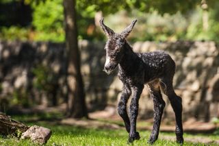 Osioł poitou - Te zwierzęta urodziły się w ZOO Wrocław w 2024 roku