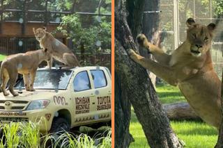 Nowa atrakcja zoo we Wrocławiu otwarta. Lwice są już na wybiegu 