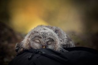 Wiedzieliście, jak niezwykle śpią małe, milusińskie sowy? Ten widok jest niesamowity [GALAERIA]