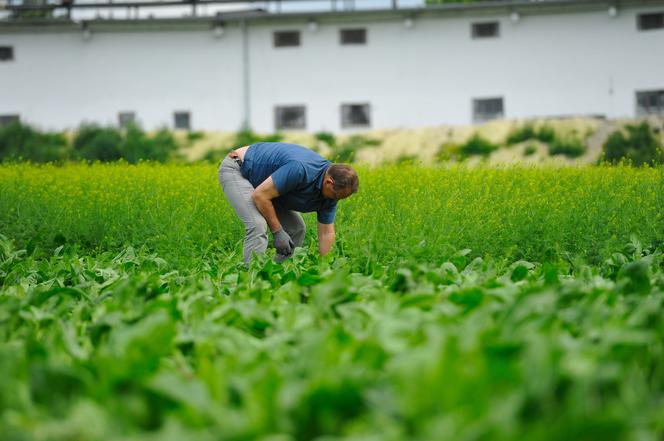 POSEŁ KŁOPOTEK RWIE CHWASTY.