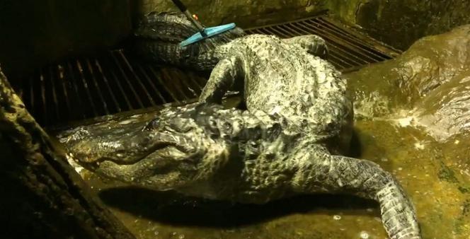 Zmarł aligator, który pamiętał II wojnę światową