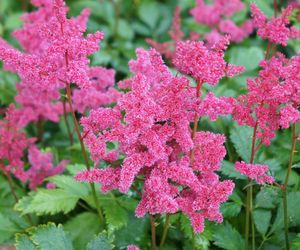 Tawułka japońska - Astilbe japonica