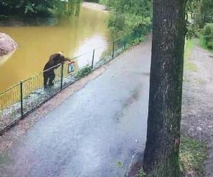 Szok! Niedźwiedź wdarł się do zoo i atakował zwierzęta. Wideo w sieci