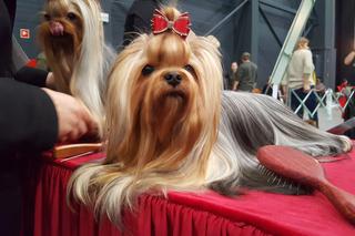 Międzynarodowa Wystawa Psów Rasowych w Bydgoszczy