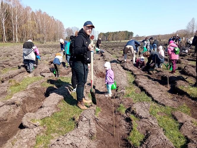 Akcja "Grudziądzanie sadzą las"!