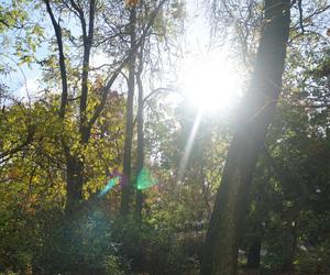 Park Wilsona jesienią