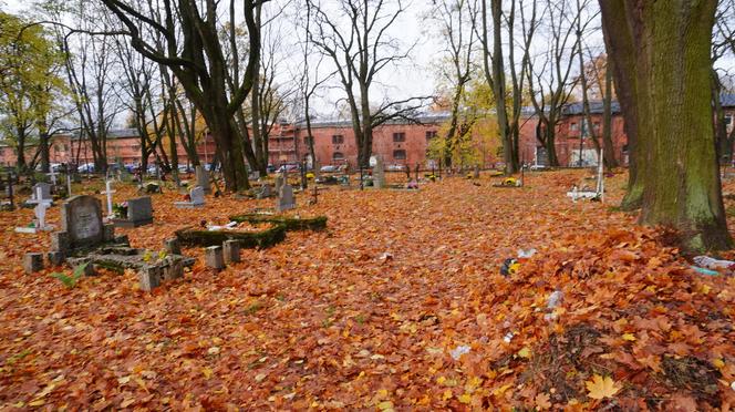 To prawdopodobnie najstarsza aleja drzew w Olsztynie. Znajduje się na cmentarzu [ZDJĘCIA]