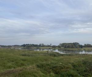 Rzeka Odra w Cigacicach