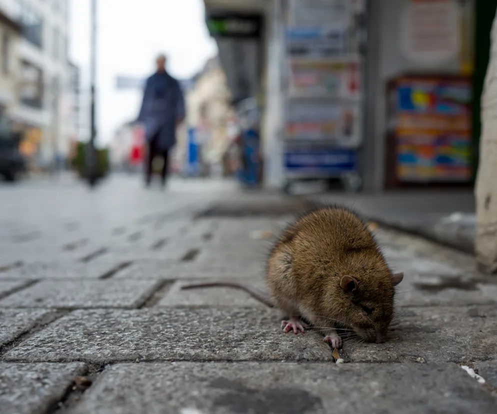 Nowojorski tiktoker oferuje szczurzą turystykę
