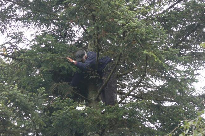 Tak leśniczy z RDLP w Krośnie i KOO ratują orły na Podkarpaciu