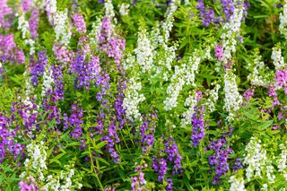 Angelonia - Angelonia
