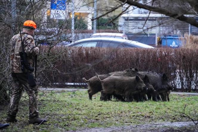 Myśliwi z długą bronią na ramieniu w środku toruńskiego osiedla przepędzali watahę dzików!