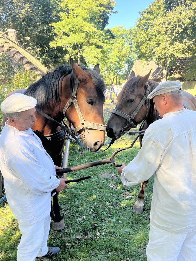 Tradycyjne wykopki w Muzeum Wsi Lubelskiej. Tak kiedyś zbierano ziemniaki