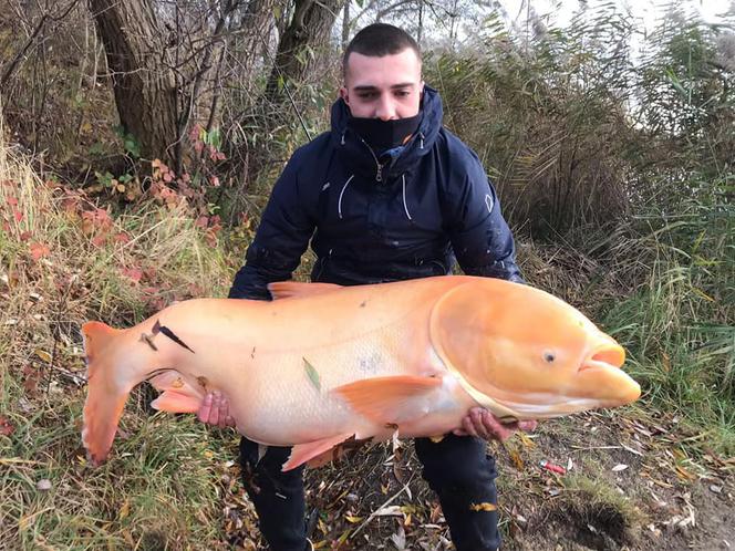 Biała Tołpyga zszokowała wędkarzy! Waży ponad 50 kilogramów [ZDJĘCIA]