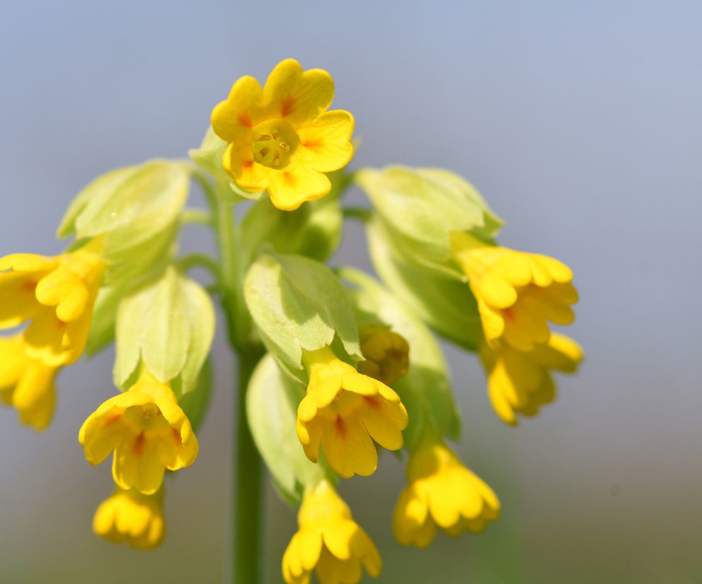 Pierwiosnek lekarski - właściwości lecznicze