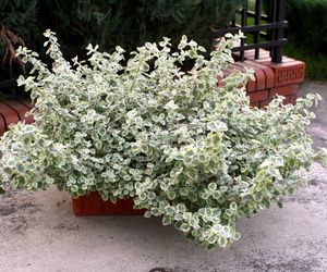 Kocanka włochata 'Rondello'