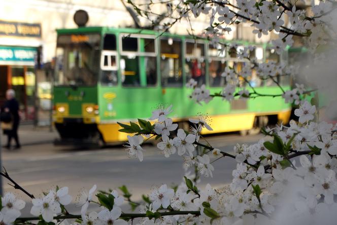 W weekend majowy autobusy i tramwaje pojadą według świątecznego rozkładu jazdy