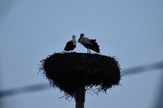 Bociany ze starachowickiego Michałowa