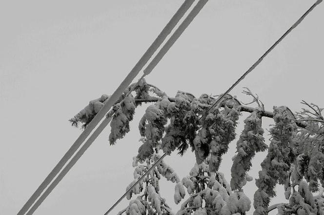 Lubelskie - śnieg i awarie sieci energetycznych