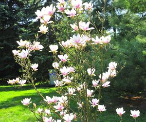Festiwal Hanami w Powsinie. Celebruj wiosnę w japońskim stylu 