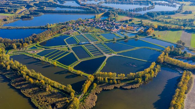 Unijne dofinansowanie dla Stawów Milickich! Zainwestowane zostanie kilkanaście milionów