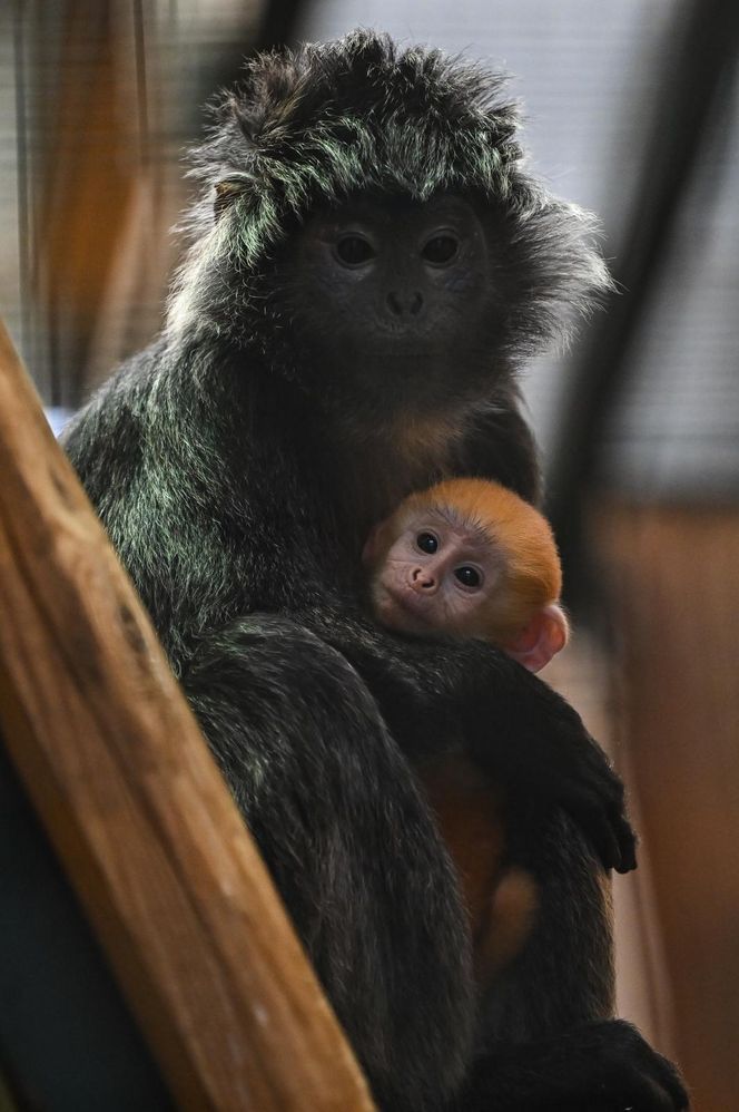 Lutung jawajski w ZOO w Gdańsku