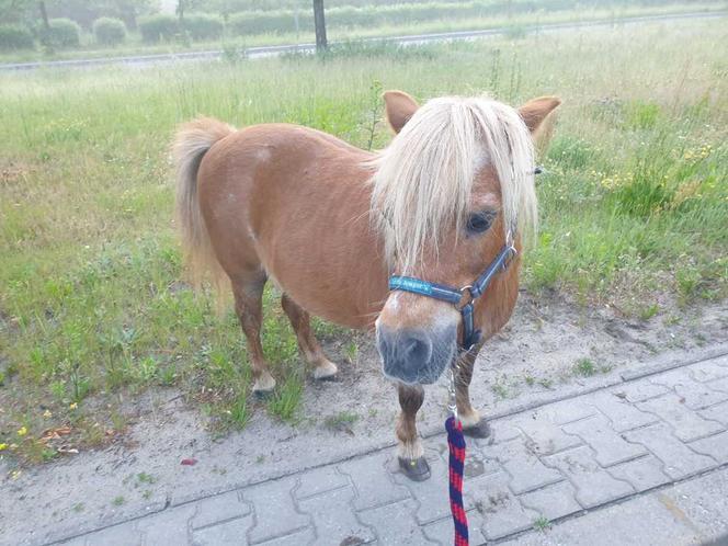 Po ulicach Szczecina biegał... kucyk! Policjantka ruszyła w pościg 