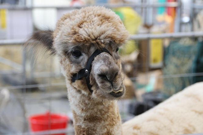 ZooPark ponownie przyciągnął do Targów Lublin tłumy miłośników zwierząt