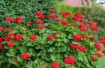 Pelargonia Calliope