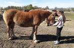 11-letnia Emilka sprzedaje ciasteczka i swoje zabwki, by wykupywać konie z rzeźni