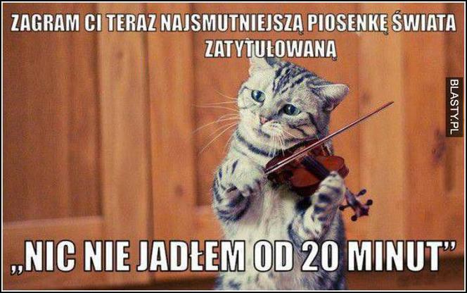 Dzień Kota 2020