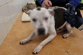 Koszmar w Legnicy! Skatował psa, bo ten załatwił się w domu 