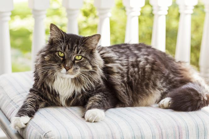 Kot maine coon