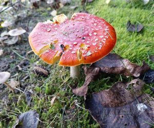  Wystawa Grzybów w Zamościu. Edukacja, porady i bezpieczne grzybobranie