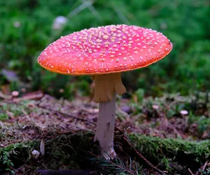 Zjadł trzy muchomory i niczego nieświadomy wyszedł z domu! 41-latka zabrała karetka