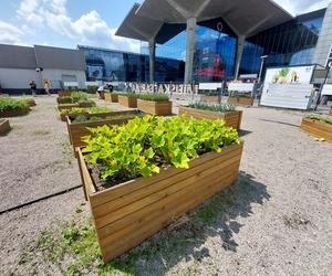 Miejska farma Galerii Katowickiej. Można się załapać na darmowe warzywa i owoce