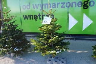 Ceny choinek 2023. Ile trzeba zapłacić za drzewko naturalne w Olsztynie? [ZDJĘCIA]