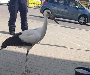 Policjanci pomogli młodemu bocianowi. Ptak stał na przysklepowym parkingu w Jarosławiu [ZDJĘCIA] 