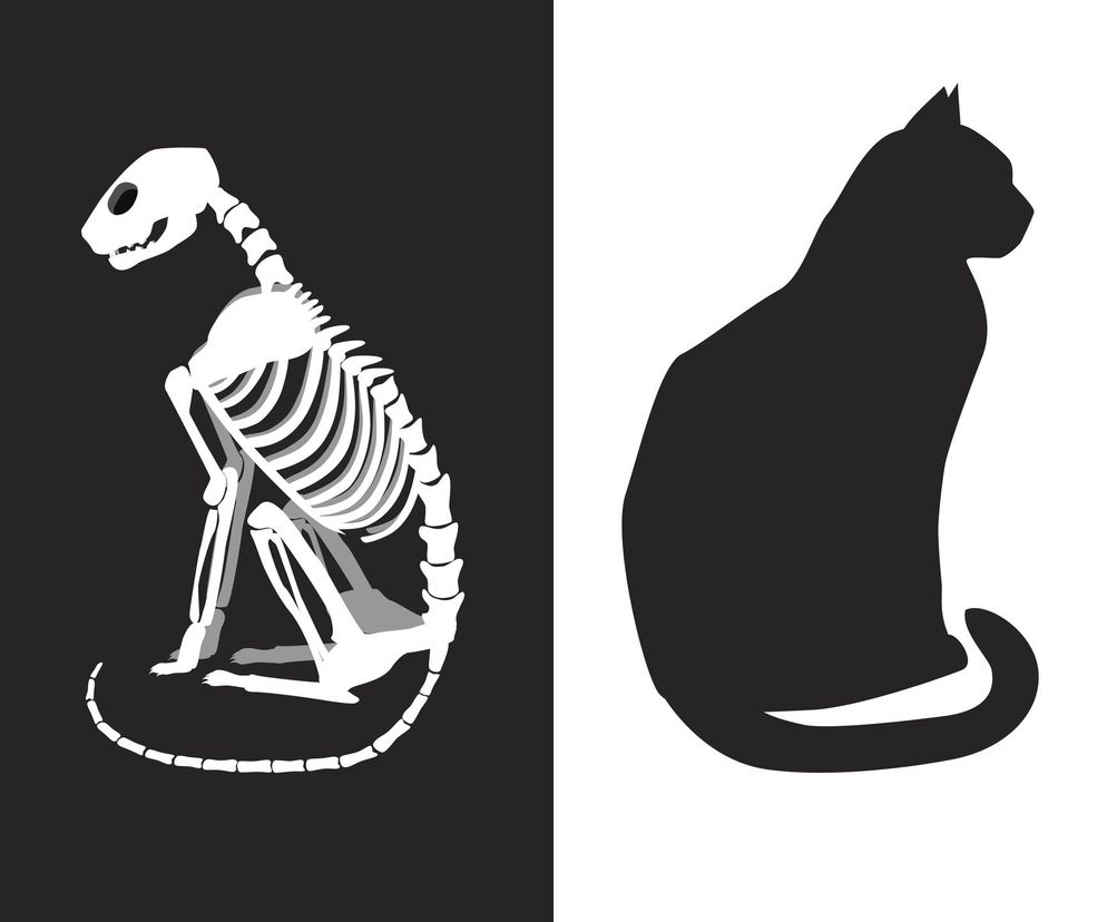 Kot Schrödingera jest jednocześnie żywy... i martwy.