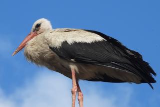 Bocian zamieszkał na wysypisku śmieci pod Kaliszem