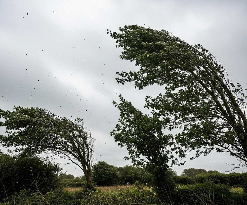Trzy drzewa z zielonymi liśćmi, silnie przechylone w lewo, dominują centrum i prawą stronę kadru, sugerując silny wiatr. Nad nimi rozpościera się zachmurzone, szare niebo, po którym swobodnie unosi się mnóstwo ciemnych, drobnych obiektów, prawdopodobnie liści. Poniżej drzew rośnie gęsty pas ciemnozielonej roślinności, a na pierwszym planie widoczna jest trawa i pojedyncze żółte kwiaty.