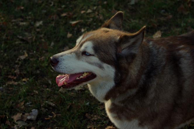 Husky opanowały Psi Park! [GALERIA]