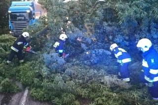 Przewalone drzewo zablokowało drogę wojewódzką w Łabiszynie! Interweniowali strażacy