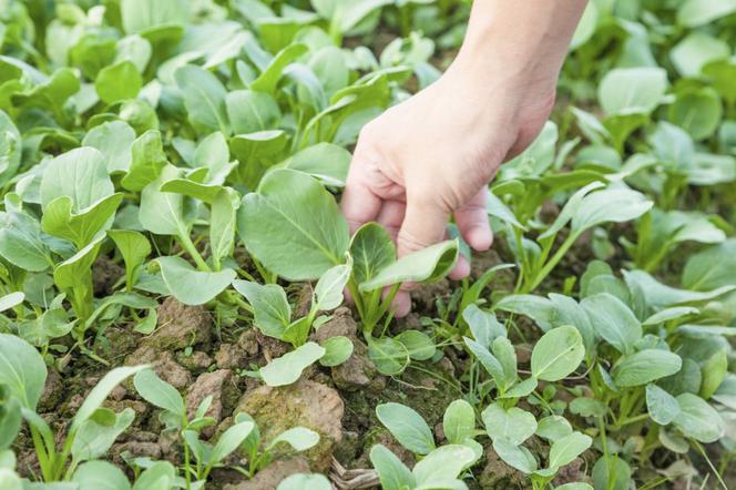 Kapusta pak choi
