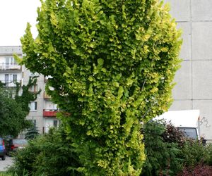 Wiąz holenderski 'Wredei' - Ulmus x hollandica 'Wredei'